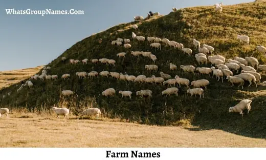 Farm Names