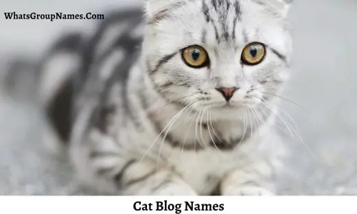 Cat Blog Names