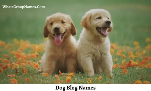 Dog Blog Names