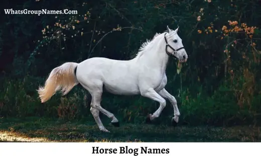Horse Blog Names