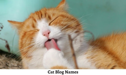 Cat Blog Name