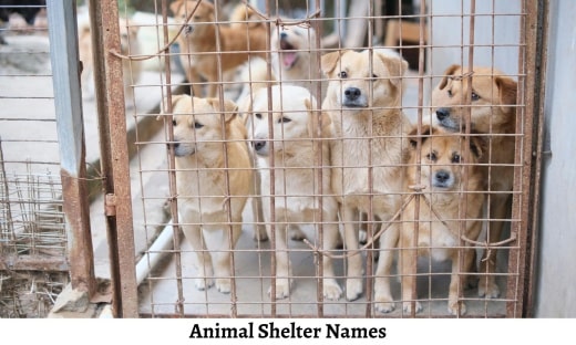 Animal Shelter Names